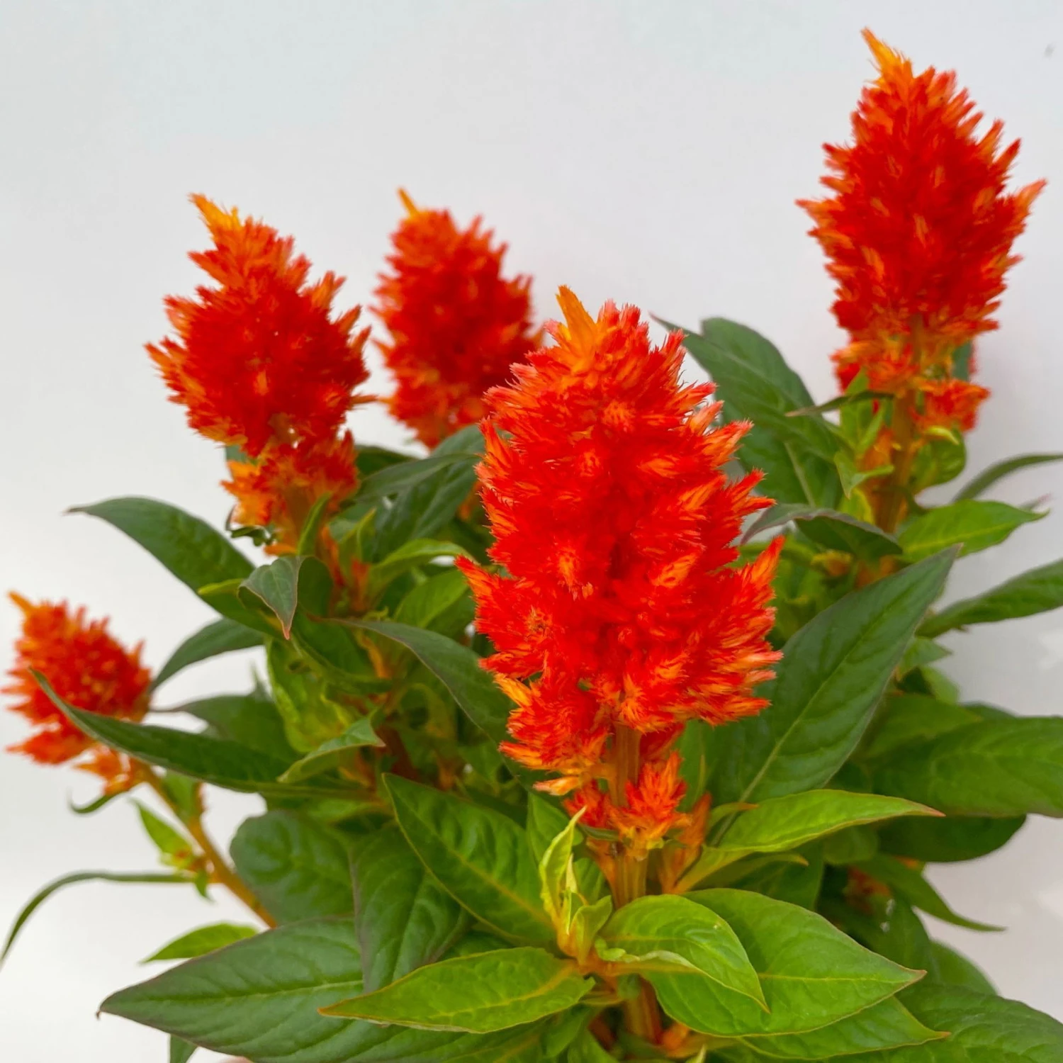 Celosia 'Kelos Fire Orange' Orange, Topf-Ø 17 Cm, 2er-Set 4 Celosia 'Kelos Fire Orange' Orange, Topf-Ø 17 Cm, 2er-Set – Bild 4