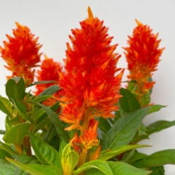 Celosia 'Kelos Fire Orange' Orange, Topf-Ø 17 Cm, 2er-Set 11 Celosia 'Kelos Fire Orange' Orange, Topf-Ø 17 Cm, 2er-Set -Stilvolles Gartenmöbelgeschäft 0610240075 Celosia argentea T12 6er Set orange Kelos Fire Orange 6 113295