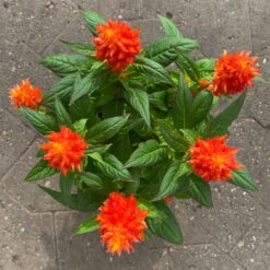 Celosia 'Kelos Fire Orange' Orange, Topf-Ø 17 Cm, 2er-Set 9 Celosia 'Kelos Fire Orange' Orange, Topf-Ø 17 Cm, 2er-Set -Stilvolles Gartenmöbelgeschäft 0610240075 Celosia argentea T12 6er Set orange Kelos Fire Orange 7 1 123644