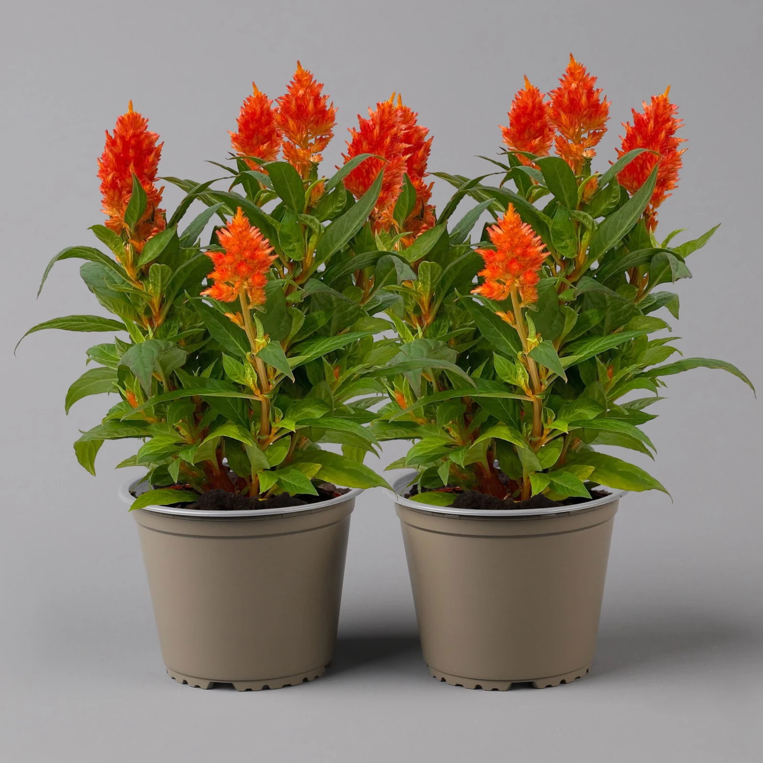 Celosia 'Kelos Fire Orange' Orange, Topf-Ø 17 Cm, 2er-Set 2 Celosia 'Kelos Fire Orange' Orange, Topf-Ø 17 Cm, 2er-Set – Bild 2
