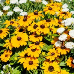 Sonnenhut 'Toto®', Topf-Ø 13, 6er-Set -Stilvolles Gartenmöbelgeschäft 0610360035 Rudbeckia hirta T13 Toto 6er Set 2 111925