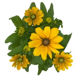 Sonnenhut 'Toto®', Topf-Ø 13, 6er-Set -Stilvolles Gartenmöbelgeschäft 0610360035 Rudbeckia hirta Toto 6er Set 12 112693