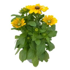 Sonnenhut 'Toto®', Topf-Ø 13, 6er-Set -Stilvolles Gartenmöbelgeschäft 0610360035 Rudbeckia hirta Toto 6er Set 17 112690