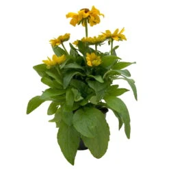 Sonnenhut 'Toto®', Topf-Ø 13, 6er-Set -Stilvolles Gartenmöbelgeschäft 0610360035 Rudbeckia hirta Toto 6er Set 2 112689