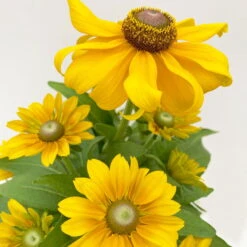 Sonnenhut 'Toto®', Topf-Ø 13, 6er-Set -Stilvolles Gartenmöbelgeschäft 0610360035 Rudbeckia hirta Toto 6er Set 5 112669
