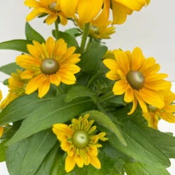 Sonnenhut 'Toto®', Topf-Ø 13, 6er-Set -Stilvolles Gartenmöbelgeschäft 0610360035 Rudbeckia hirta Toto 6er Set 6 112668