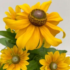 Sonnenhut 'Toto®', Topf-Ø 13, 6er-Set -Stilvolles Gartenmöbelgeschäft 0610360035 Rudbeckia hirta Toto 6er Set 7 112670