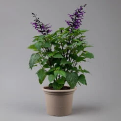 Pfirsichsalbei Purpurlila, Topf-Ø 21 Cm, Höhe Ca. 40 Cm -Stilvolles Gartenmöbelgeschäft 0610370085 Salvia T21 purple H 40 cm 2 125917