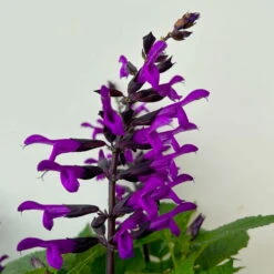 Pfirsichsalbei Purpurlila, Topf-Ø 21 Cm, Höhe Ca. 40 Cm -Stilvolles Gartenmöbelgeschäft 0610370085 Salvia T21 purple 5 n 125841