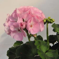 Geranie 'Green Idols Apple Blossom' Hellrosa, Stehend, Topf-Ø 13 Cm, 6er-Set -Stilvolles Gartenmöbelgeschäft 0612140036 KB Pelargonium zonale GreenIdols Appleblossom 77763