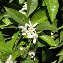 Orangenbaum, Kurz-Stamm, Topf-Ø Ca. 26 Cm -Stilvolles Gartenmöbelgeschäft 0630100030 KB Citrus sinensis Stamm T33 1 88065 1