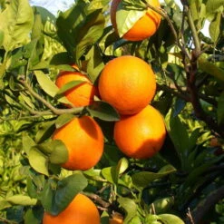 Orangenbaum, Kurz-Stamm, Topf-Ø Ca. 26 Cm -Stilvolles Gartenmöbelgeschäft 0630100030 KB Citrus sinensis Stamm T33 3 88064 1