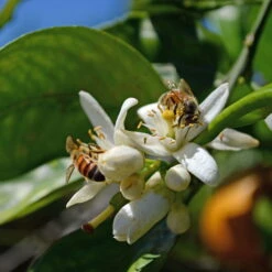 Orangenbaum, Kurz-Stamm, Topf-Ø Ca. 26 Cm -Stilvolles Gartenmöbelgeschäft 0630100030 KB Citrus sinensis Stamm T33 4 87842 1