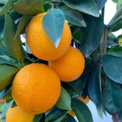 Orangenbaum, Stamm, Topf-Ø Ca. 33 Cm, Höhe Ca. 150 Cm -Stilvolles Gartenmöbelgeschäft 0630100030 KB Citrus sinensis Stamm T33 6 104198