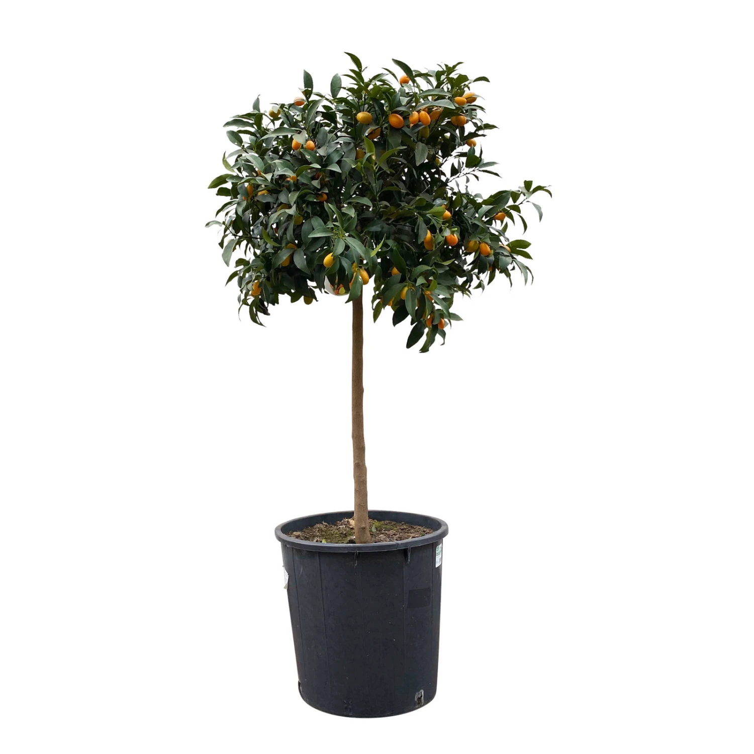 Kumquatbaum, Stamm, Topf-Ø 33 Cm, Höhe Ca. 160 Cm 1 Kumquatbaum, Stamm, Topf-Ø 33 Cm, Höhe Ca. 160 Cm