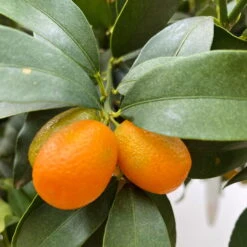 Kumquat, Kurz-Stamm, Topf-Ø 26 Cm -Stilvolles Gartenmöbelgeschäft 0630100530 KB Citrus fort marg Stamm T33 Kumquat 3 90765 1