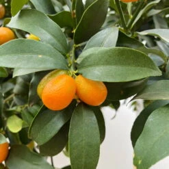 Kumquat, Stamm, Topf-Ø 26 Cm, Höhe Ca. 130 Cm -Stilvolles Gartenmöbelgeschäft 0630100530 KB Citrus fort marg Stamm T33 Kumquat 4 90764 4