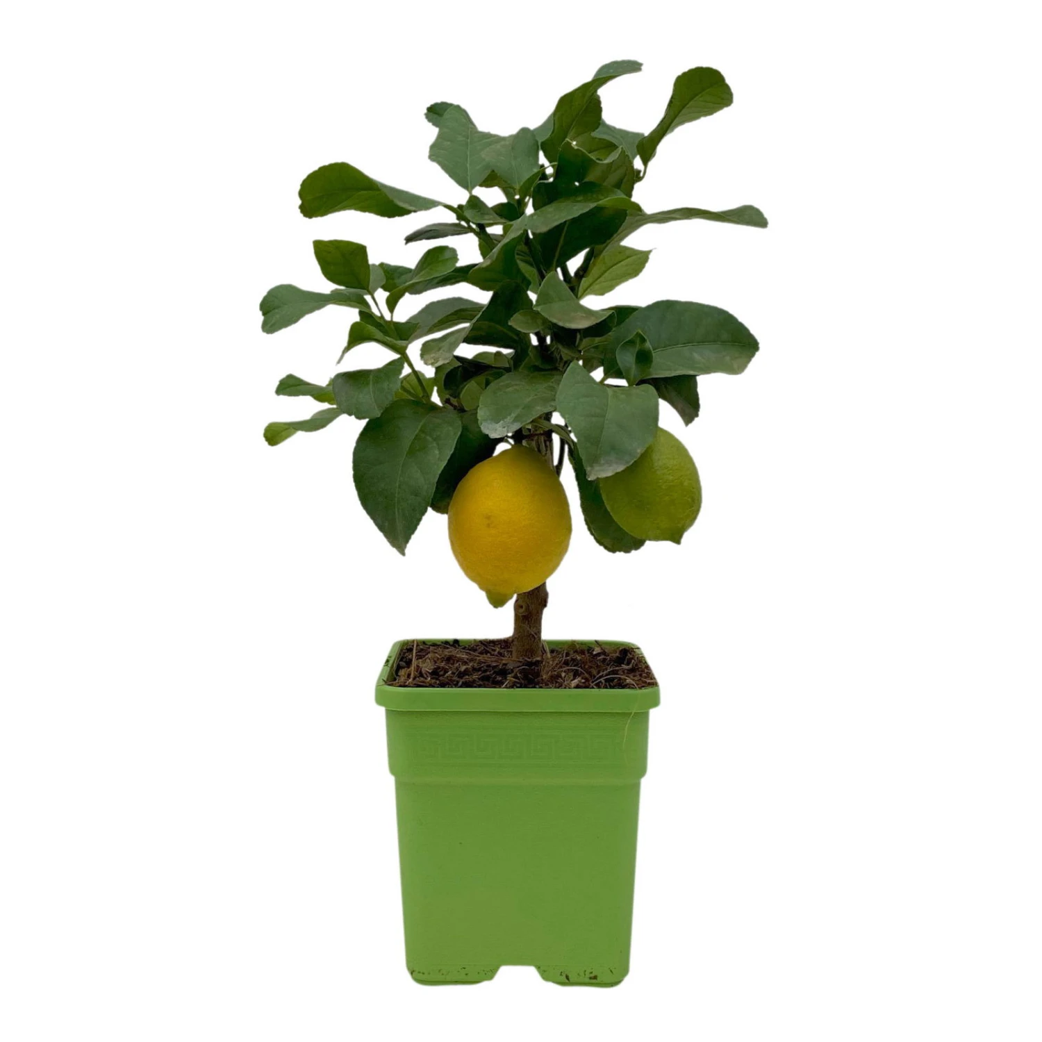 Meyers Zitrone, Mini-Stamm,Topf-Ø 15 Cm, Höhe Ca. 40 Cm 1 Meyers Zitrone, Mini-Stamm,Topf-Ø 15 Cm, Höhe Ca. 40 Cm