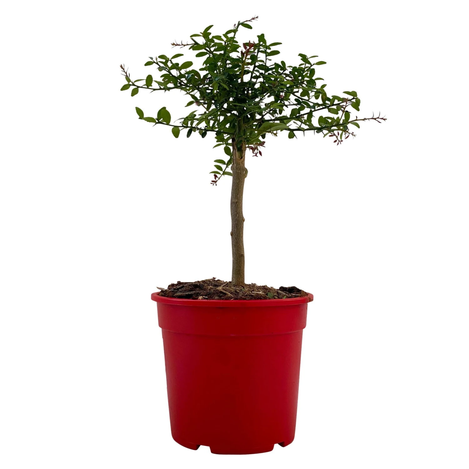 Fingerlimette, Topf-Ø 15 Cm, Höhe Ca. 40 Cm 1 Fingerlimette, Topf-Ø 15 Cm, Höhe Ca. 40 Cm