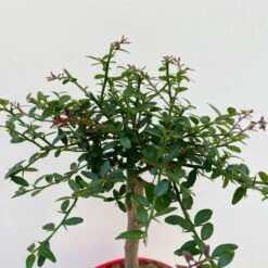 Fingerlimette, Topf-Ø 15 Cm, Höhe Ca. 40 Cm 11 Fingerlimette, Topf-Ø 15 Cm, Höhe Ca. 40 Cm -Stilvolles Gartenmöbelgeschäft 0630100709 Microcitrus australasica Stamm Fingerlimette 4 109821