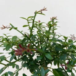 Fingerlimette, Topf-Ø 15 Cm, Höhe Ca. 40 Cm 12 Fingerlimette, Topf-Ø 15 Cm, Höhe Ca. 40 Cm -Stilvolles Gartenmöbelgeschäft 0630100709 Microcitrus australasica Stamm Fingerlimette 5 109822