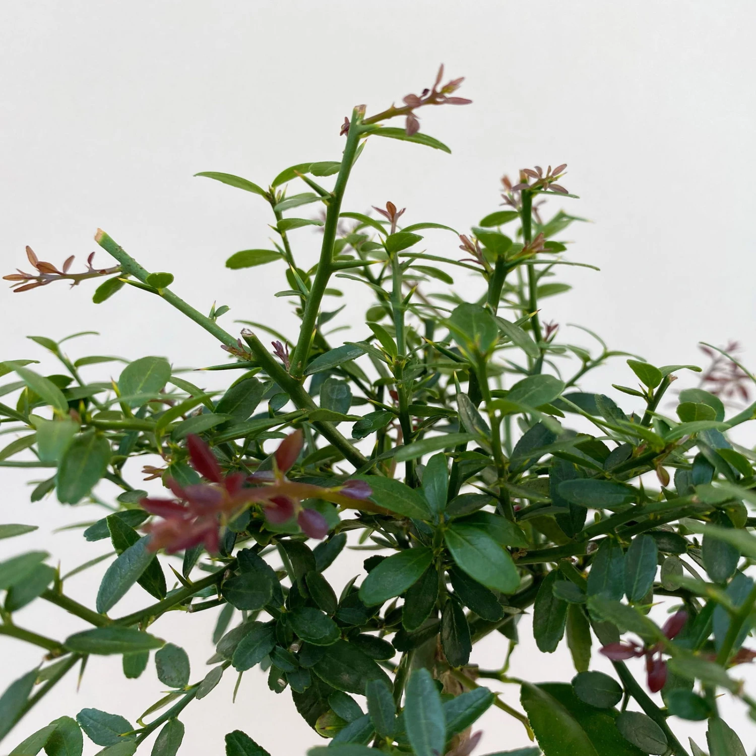 Fingerlimette, Topf-Ø 15 Cm, Höhe Ca. 40 Cm 4 Fingerlimette, Topf-Ø 15 Cm, Höhe Ca. 40 Cm – Bild 4