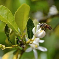 Limette 'Lima Verde', Stamm, Topf-Ø 20 Cm, Höhe Ca. 60 Cm 10 Limette 'Lima Verde', Stamm, Topf-Ø 20 Cm, Höhe Ca. 60 Cm -Stilvolles Gartenmöbelgeschäft 0630100730 KB Citrus latifolia Mini Stamm T15 Lima verde WS 2 98112