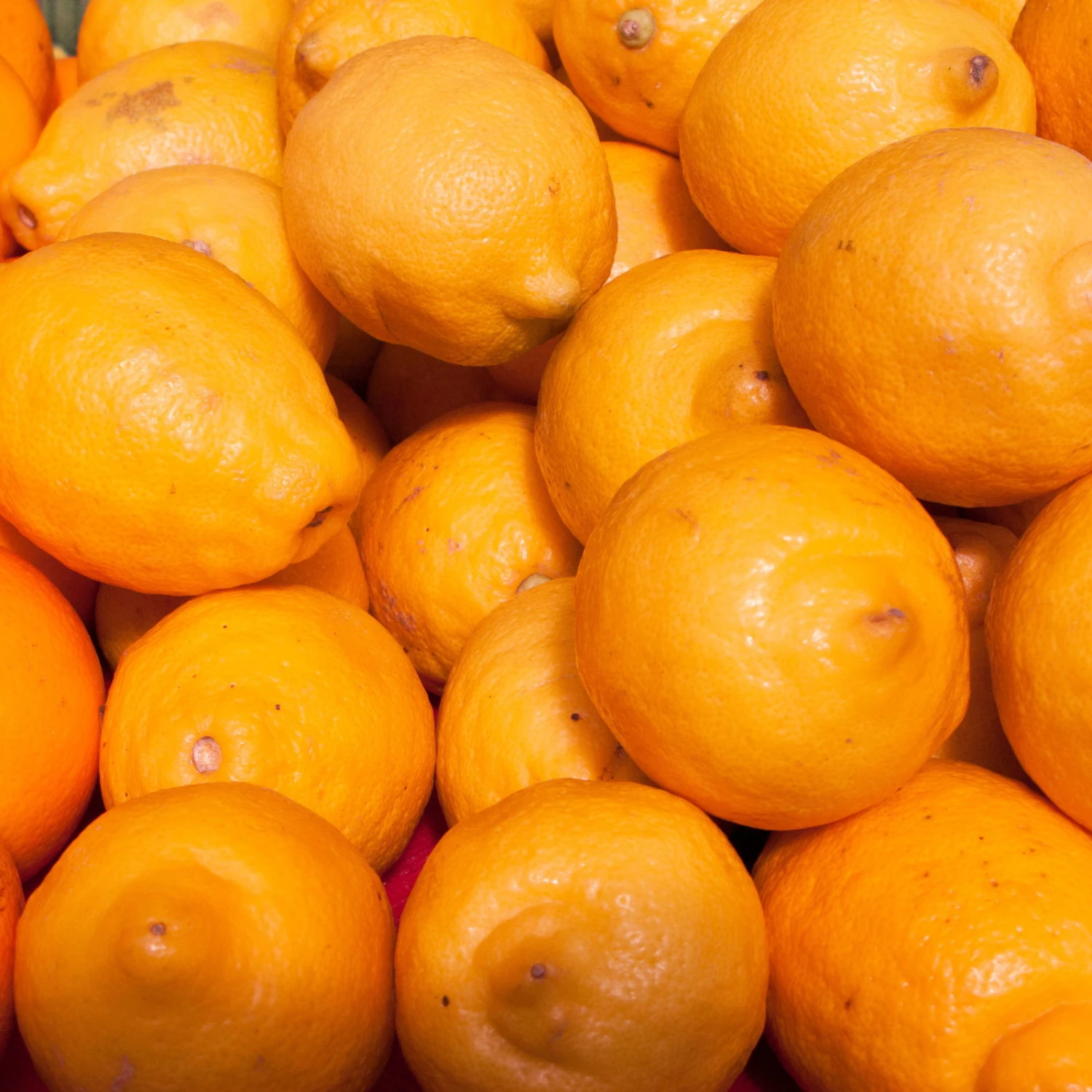 Meyers Zitrone, Mini-Stamm,Topf-Ø 15 Cm, Höhe Ca. 40 Cm 3 Meyers Zitrone, Mini-Stamm,Topf-Ø 15 Cm, Höhe Ca. 40 Cm – Bild 3