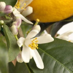 Meyers Zitrone, Mini-Stamm,Topf-Ø 15 Cm, Höhe Ca. 40 Cm 9 Meyers Zitrone, Mini-Stamm,Topf-Ø 15 Cm, Höhe Ca. 40 Cm -Stilvolles Gartenmöbelgeschäft 0630100733 KB Citrus limon Stamm T15 H40 Meyeri farbiger Topf WS 2 98121