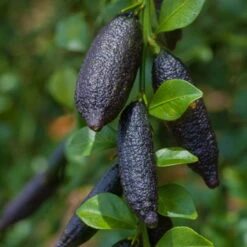 Fingerlimette, Topf-Ø 15 Cm, Höhe Ca. 40 Cm 13 Fingerlimette, Topf-Ø 15 Cm, Höhe Ca. 40 Cm -Stilvolles Gartenmöbelgeschäft 0630100735 Citrus australasica Stamm T20 H60 70 WS 1 98314