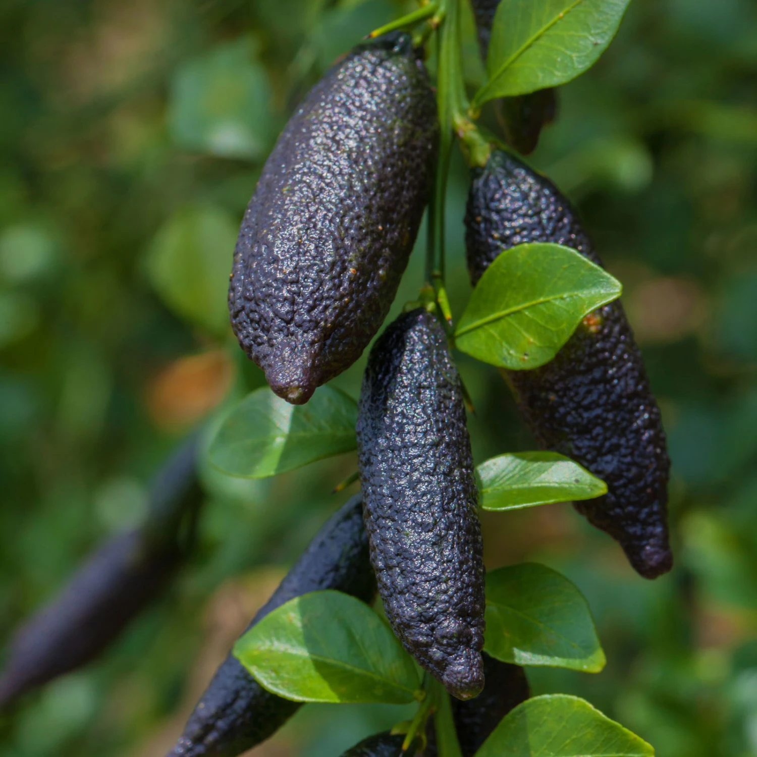 Fingerlimette, Topf-Ø 15 Cm, Höhe Ca. 40 Cm 5 Fingerlimette, Topf-Ø 15 Cm, Höhe Ca. 40 Cm – Bild 5