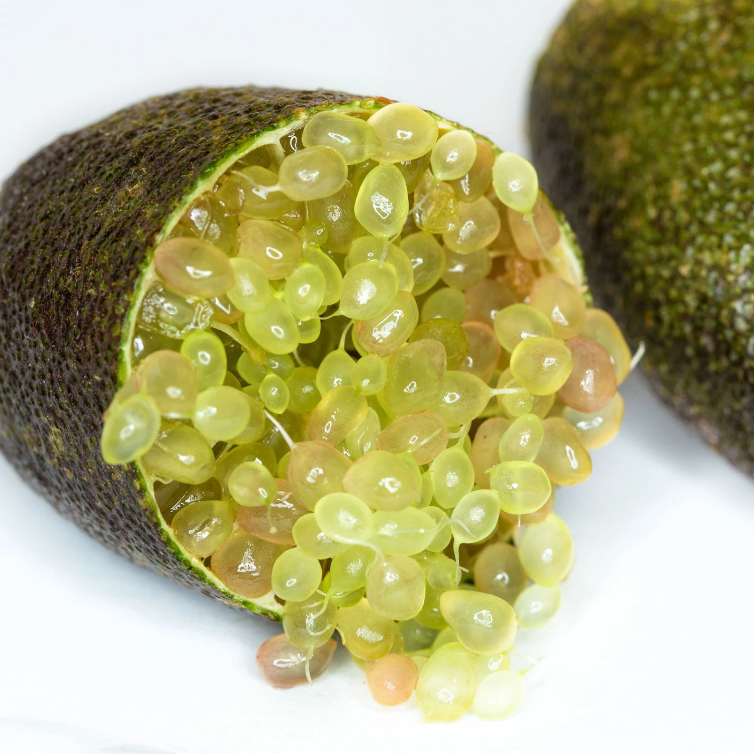 Fingerlimette, Topf-Ø 20 Cm, Höhe Ca.60 Cm 3 Fingerlimette, Topf-Ø 20 Cm, Höhe Ca.60 Cm – Bild 3