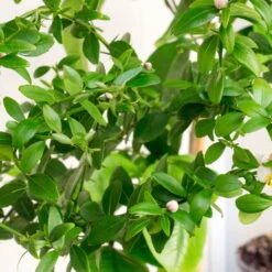 Fingerlimette, Topf-Ø 15 Cm, Höhe Ca. 40 Cm 14 Fingerlimette, Topf-Ø 15 Cm, Höhe Ca. 40 Cm -Stilvolles Gartenmöbelgeschäft 0630100735 Citrus australasica Stamm T20 H60 70 WS 3 98313