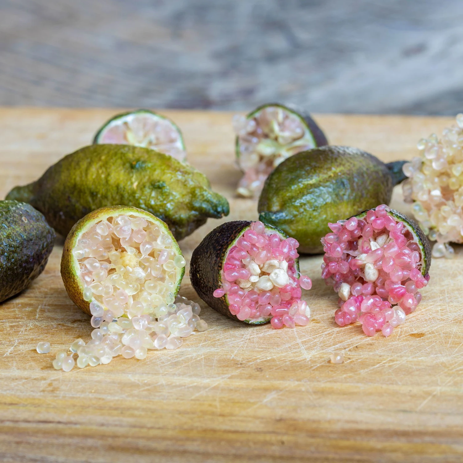 Fingerlimette, Topf-Ø 20 Cm, Höhe Ca.60 Cm 4 Fingerlimette, Topf-Ø 20 Cm, Höhe Ca.60 Cm – Bild 4