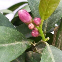 Zitrone 'Rosso', Topf-Ø 22 Cm -Stilvolles Gartenmöbelgeschäft 0630200006 Citrus limon Stamm T20 H60 80 Rosso 4 78899