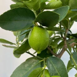 Limette 'Lima Verde', Stamm, Topf-Ø 20 Cm, Höhe Ca. 60 Cm 11 Limette 'Lima Verde', Stamm, Topf-Ø 20 Cm, Höhe Ca. 60 Cm -Stilvolles Gartenmöbelgeschäft 0630300016 Citrus latifolia Stamm T20 8 104271