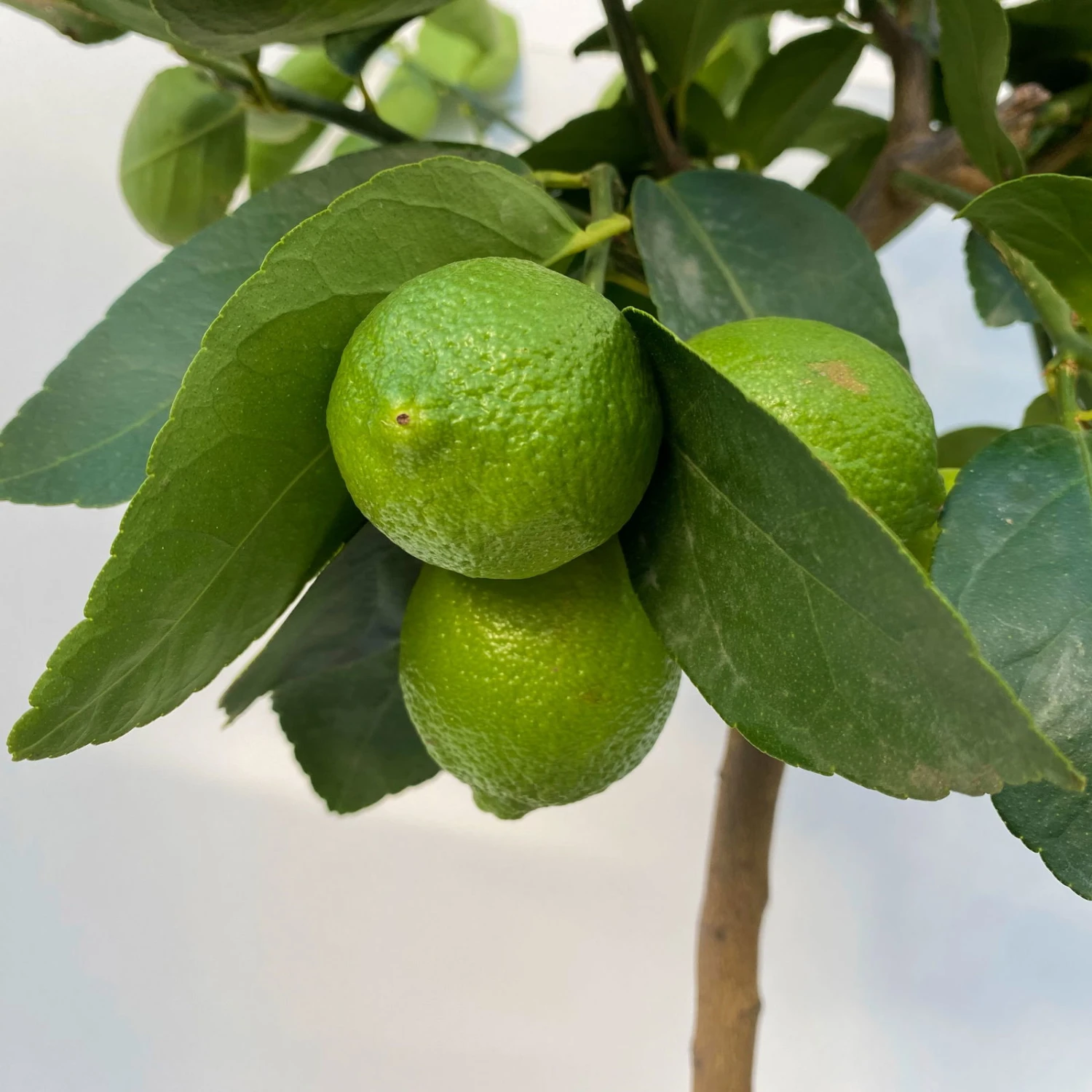 Limette 'Lima Verde', Stamm, Topf-Ø 20 Cm, Höhe Ca. 60 Cm 5 Limette 'Lima Verde', Stamm, Topf-Ø 20 Cm, Höhe Ca. 60 Cm – Bild 5