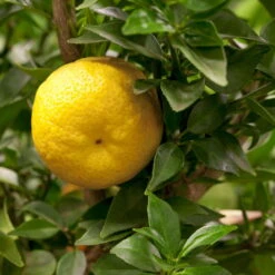 Citrus Myrtifolia, Stamm, Topf-Ø 20 Cm, Höhe Ca. 60 Cm -Stilvolles Gartenmöbelgeschäft 0630400005 Citrus myrtifolia Stamm T20 1 104274