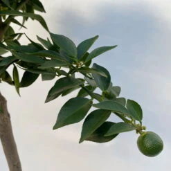 Citrus Myrtifolia, Stamm, Topf-Ø 20 Cm, Höhe Ca. 60 Cm -Stilvolles Gartenmöbelgeschäft 0630400005 Citrus myrtifolia Stamm T20 7 104276