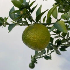 Citrus Myrtifolia, Stamm, Topf-Ø 20 Cm, Höhe Ca. 60 Cm -Stilvolles Gartenmöbelgeschäft 0630400005 Citrus myrtifolia Stamm T20 8 104275