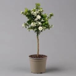 Citrus Myrtifolia, Stamm, Topf-Ø 20 Cm, Höhe Ca. 60 Cm -Stilvolles Gartenmöbelgeschäft 0630400005 Citrus myrtifolia Stamm T20 Chinotto H60 2 125609