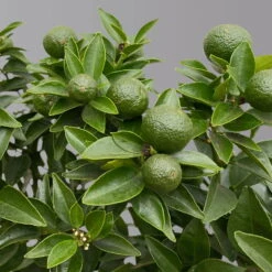 Citrus Myrtifolia, Stamm, Topf-Ø 20 Cm, Höhe Ca. 60 Cm -Stilvolles Gartenmöbelgeschäft 0630400005 Citrus myrtifolia Stamm T20 Chinotto H60 5 125608