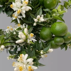Citrus Myrtifolia, Stamm, Topf-Ø 20 Cm, Höhe Ca. 60 Cm -Stilvolles Gartenmöbelgeschäft 0630400005 Citrus myrtifolia Stamm T20 Chinotto H60 6 125610