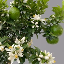 Citrus Myrtifolia, Stamm, Topf-Ø 20 Cm, Höhe Ca. 60 Cm -Stilvolles Gartenmöbelgeschäft 0630400005 Citrus myrtifolia Stamm T20 Chinotto H60 7 125607