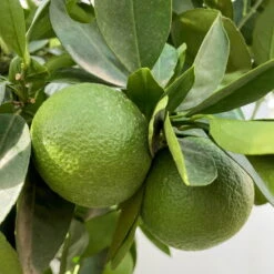 Orangenbaum, Kurz-Stamm, Topf-Ø Ca. 26 Cm -Stilvolles Gartenmöbelgeschäft 0630400049 Citrus sinensis Busch T26 3 104290