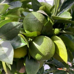 Orangenbaum, Kurz-Stamm, Topf-Ø Ca. 26 Cm -Stilvolles Gartenmöbelgeschäft 0630400049 Citrus sinensis Busch T26 4 104289