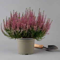 Knospenheide, Rosa, Topf-Ø 17 Cm, 3er-Set 9 Knospenheide, Rosa, Topf-Ø 17 Cm, 3er-Set -Stilvolles Gartenmöbelgeschäft 0650100500 Calluna vulgaris T17 rosa Knospenblueher 3erSet 2 126024