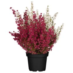 Glockenheide 'Duo', Rot-weiß, Topf-Ø 12cm, 6er-Set -Stilvolles Gartenmöbelgeschäft 0651100036 Erica gracilis Duo rot weiss 6er Set WS 1 95898