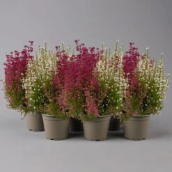 Glockenheide 'Duo', Rot-weiß, Topf-Ø 12cm, 6er-Set