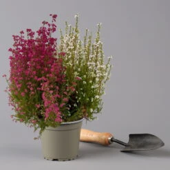 Glockenheide 'Duo', Rot-weiß, Topf-Ø 12cm, 6er-Set -Stilvolles Gartenmöbelgeschäft 0651100060 Erica gracilis Duo T11 12 rot weiss 6er Set 2 125928